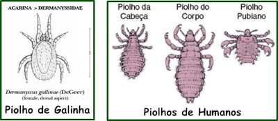 Dedetização Piolho de Galinha