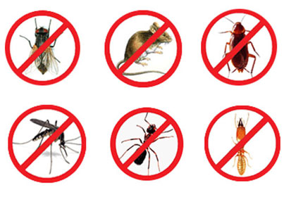 Detetizadora | Detetizadora SP | Desratização 24hs